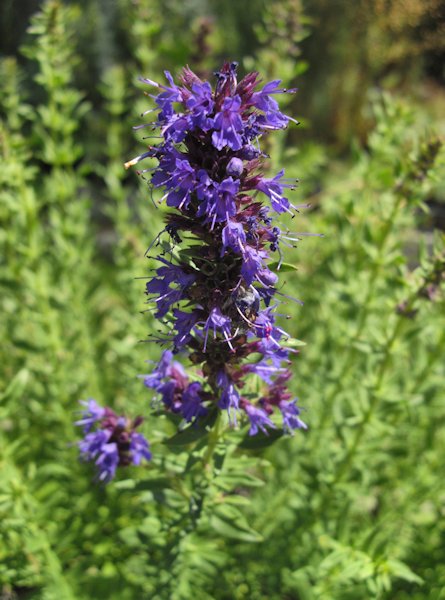 Hyssopus officinalis en fleurs sur des rochers calcaires ensoleillés